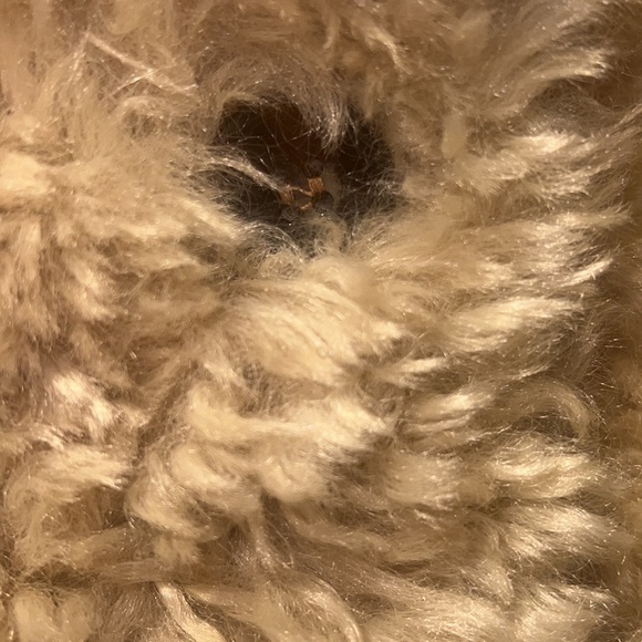 Zara Teddy - Picture 4 of 7